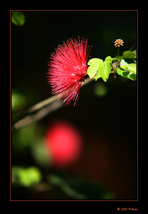 IMG_0011r-brd.jpg