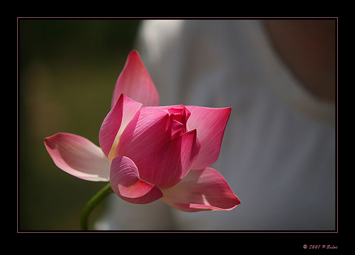 IMG_0122r-brd.jpg