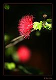 IMG_0011r-brd