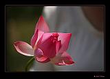 IMG_0122r-brd