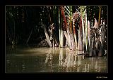 IMG_0216r-brd