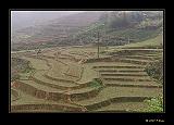 IMG_0377r-brd